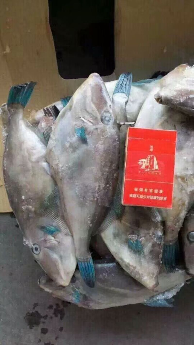 马面鱼