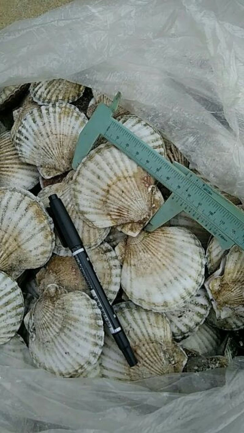 速冻全壳夏夷贝，夏夷贝，大连夏夷贝，速冻活夏夷贝，全壳贝