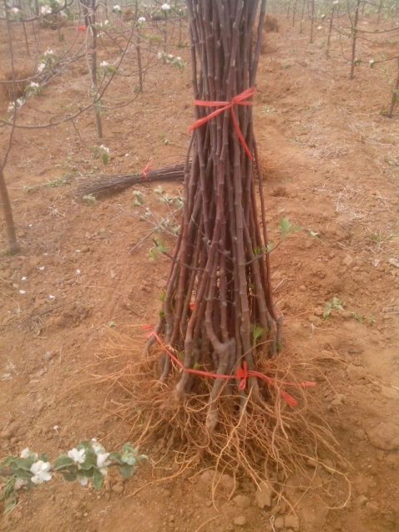 苹果苗🍎矮化苹果苗长枝富士苹果苗