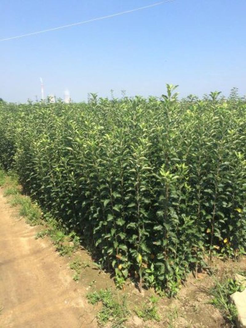 苹果苗🍎矮化苹果苗长枝富士苹果苗