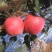 苹果苗🍎矮化苹果苗长枝富士苹果苗