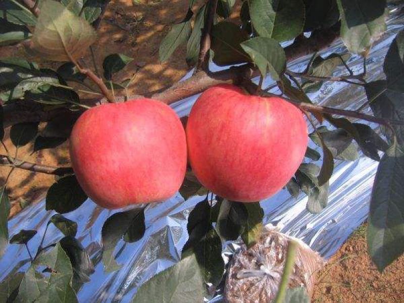 苹果苗🍎矮化苹果苗长枝富士苹果苗