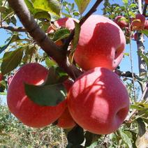 苹果苗🍎矮化苹果苗长枝富士苹果苗