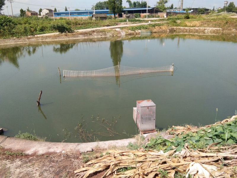 草鱼苗