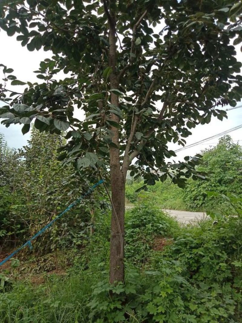 柿子树，树型好！河北柿子树8-18公分，低价出，保证成活