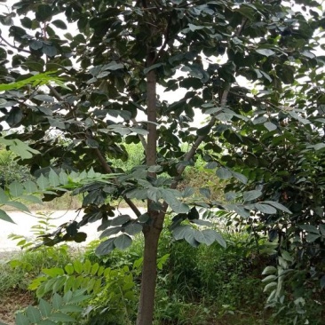 柿子树，树型好！河北柿子树8-18公分，低价出，保证成活