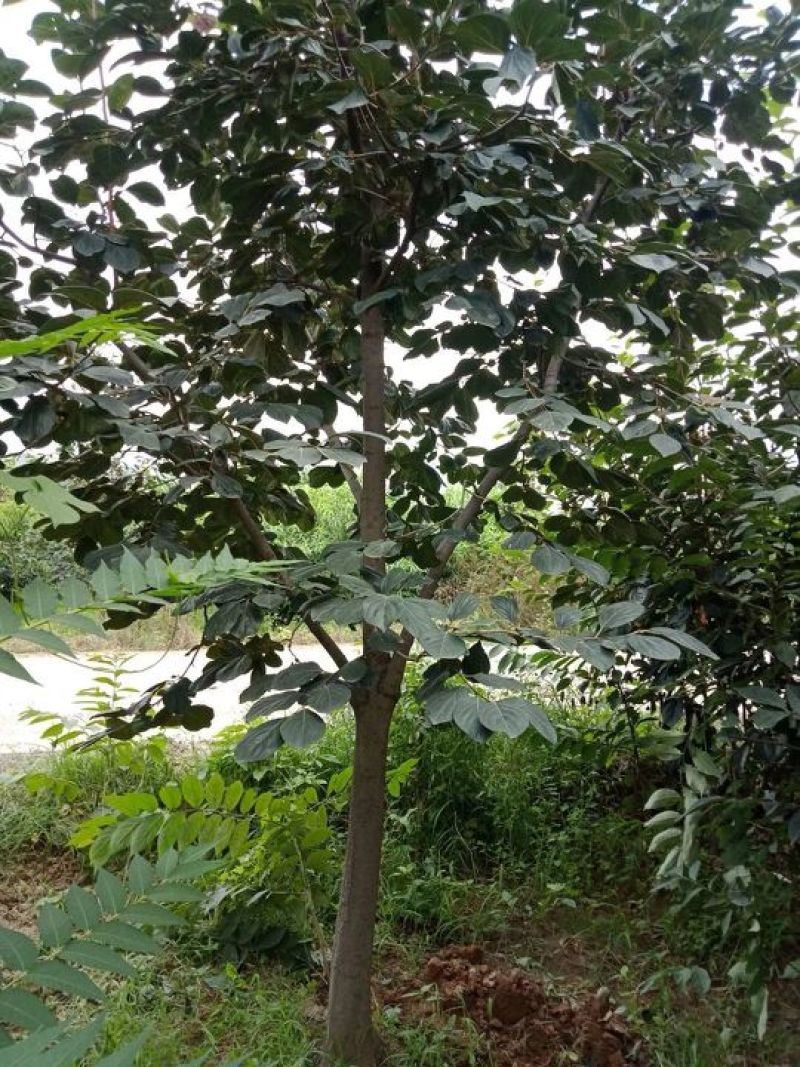 柿子树，树型好！河北柿子树8-18公分，低价出，保证成活