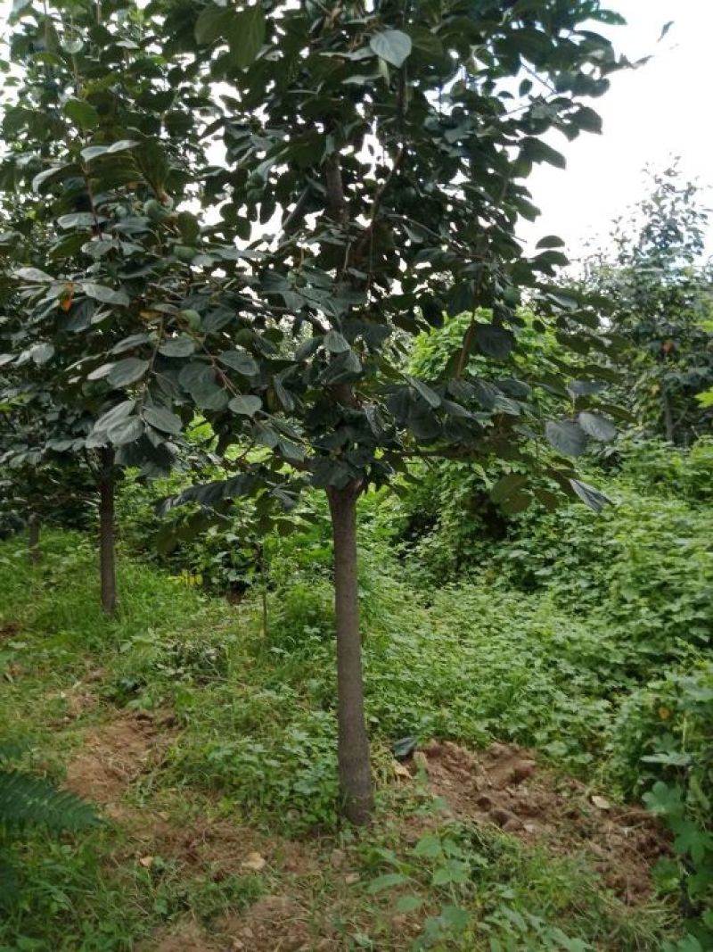 柿子树，树型好！河北柿子树8-18公分，低价出，保证成活