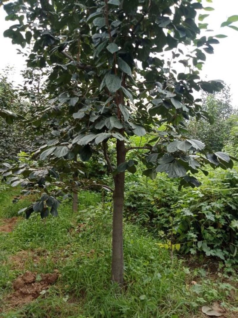 柿子树，树型好！河北柿子树8-18公分，低价出，保证成活