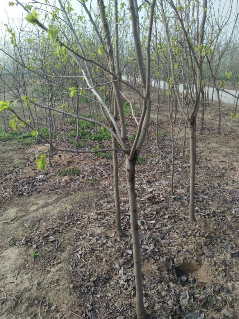 柿树14~16cm14~16cm3~3.5米