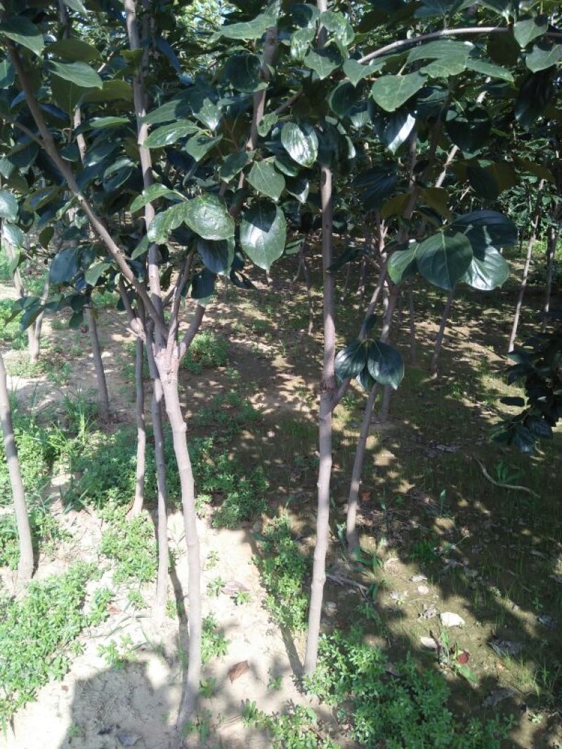 柿树14~16cm14~16cm3~3.5米