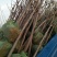 柿树14~16cm14~16cm3~3.5米