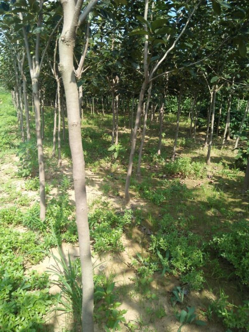 柿树14~16cm14~16cm3~3.5米