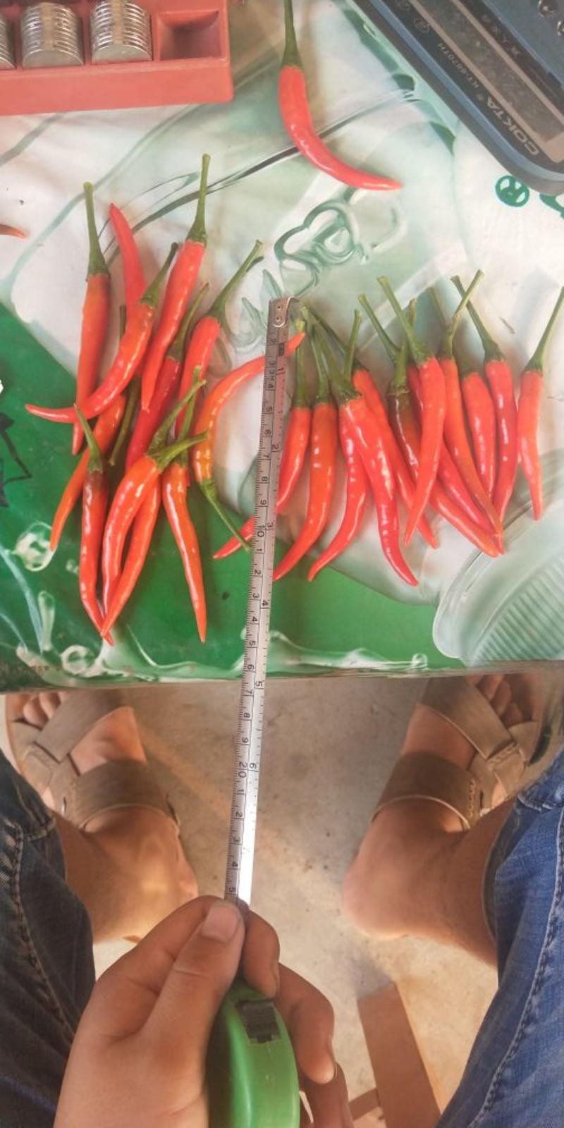 艳红辣椒5~10厘米红特辣产地直供全国代收代发