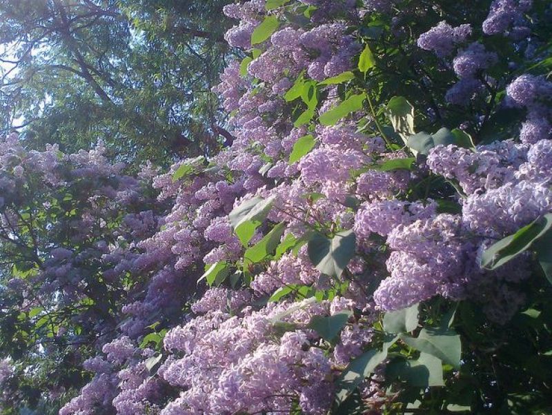 紫丁香种子春季播种10斤/亩花期5-6月芳香四溢