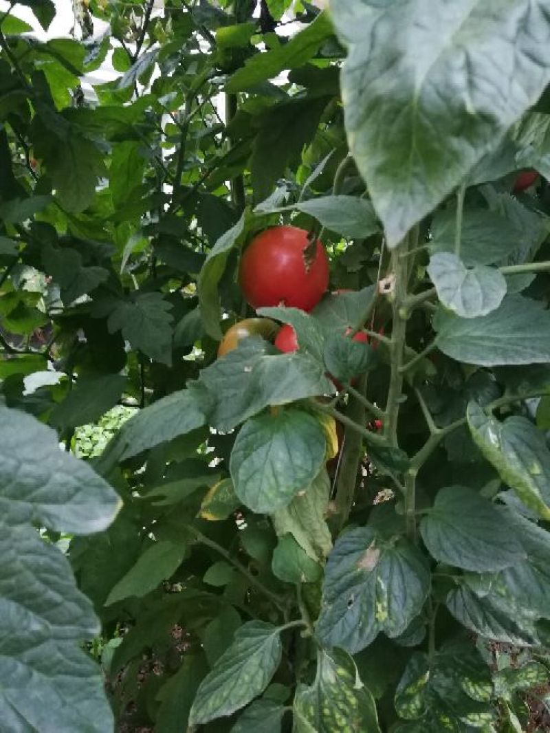 红果出量每天5吨，粉果1-2天35吨