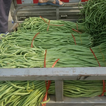 长豆角新乐市8月豆角大量上市需要的联系我欢迎你的到来