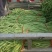 长豆角新乐市8月豆角大量上市需要的联系我欢迎你的到来