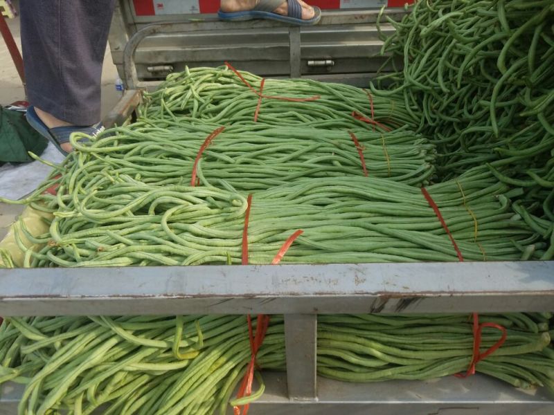 长豆角新乐市8月豆角大量上市需要的联系我欢迎你的到来