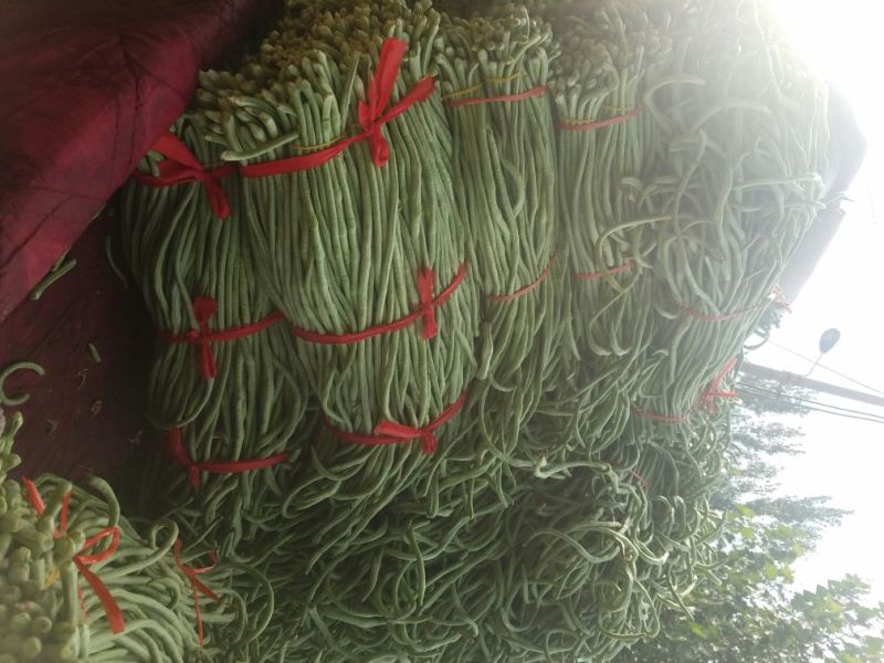 长豆角新乐市8月豆角大量上市需要的联系我欢迎你的到来