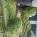 长豆角新乐市8月豆角大量上市需要的联系我欢迎你的到来