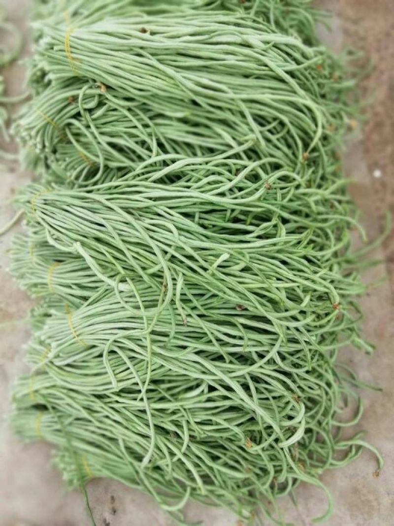 长豆角新乐市8月豆角大量上市需要的联系我欢迎你的到来