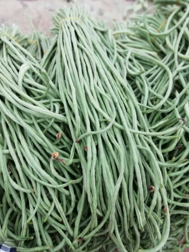 长豆角新乐市8月豆角大量上市需要的联系我欢迎你的到来