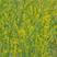 包邮草木犀种子草木樨种子优质牧草黄花苜蓿种籽包邮