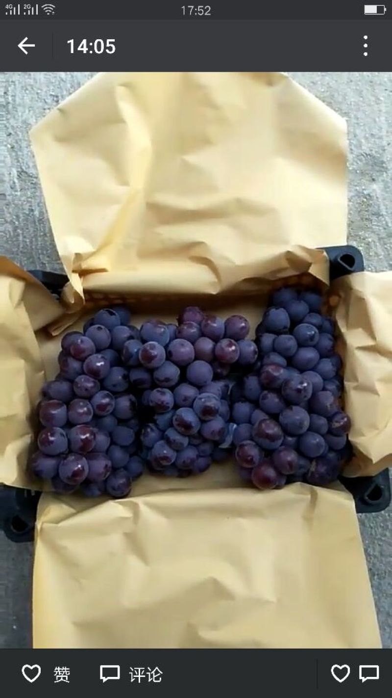 巨峰葡萄