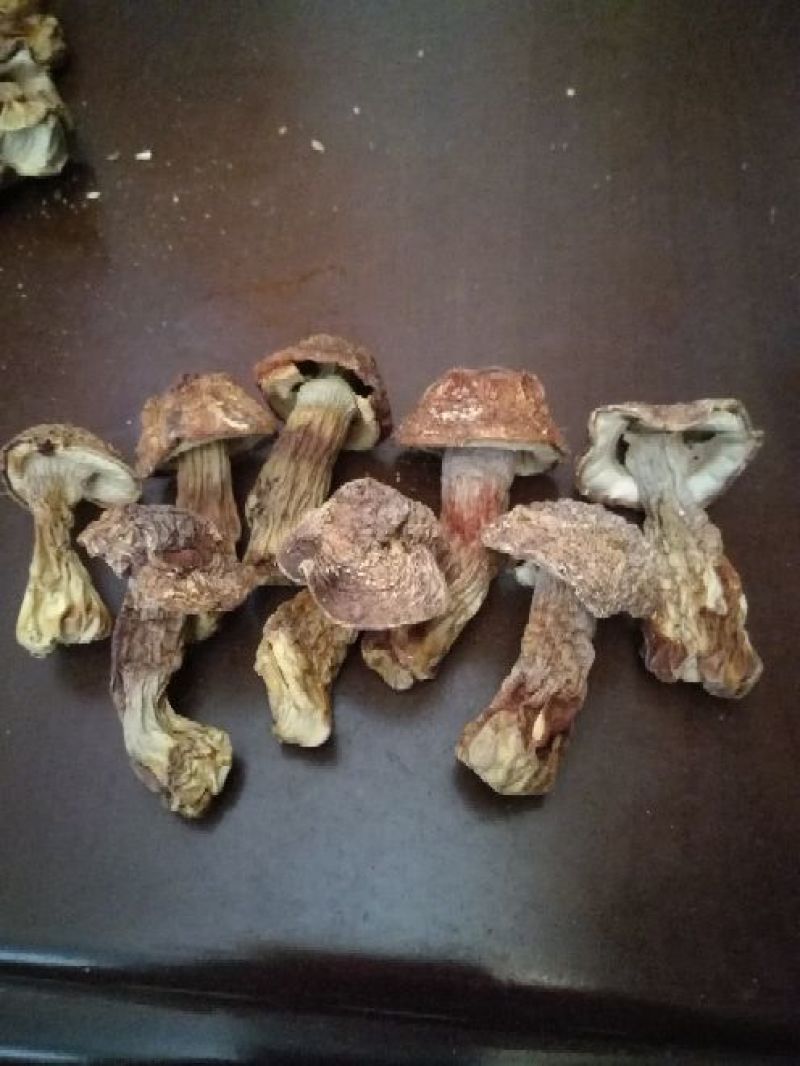 （基地直供）福建姬松茸，品质上乘，全国发货，货源充足。