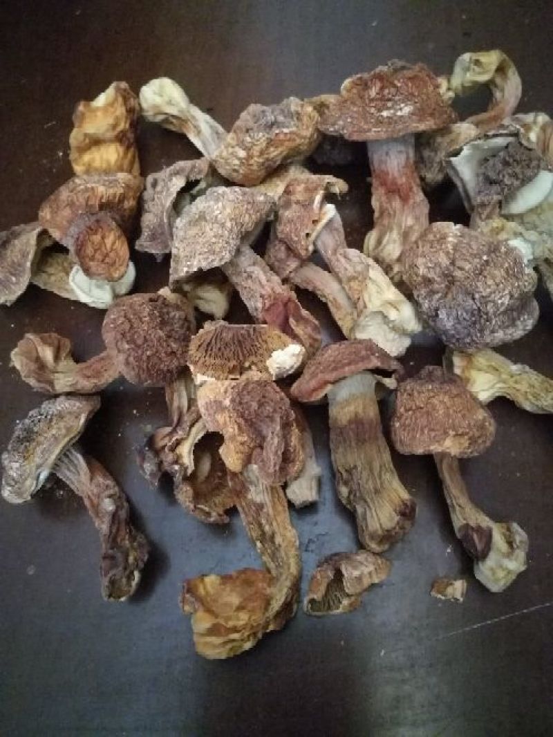 （基地直供）福建姬松茸，品质上乘，全国发货，货源充足。