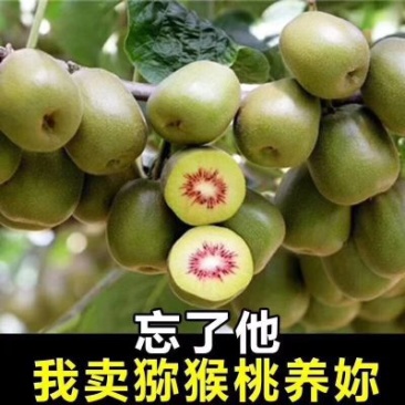红心猕猴桃
