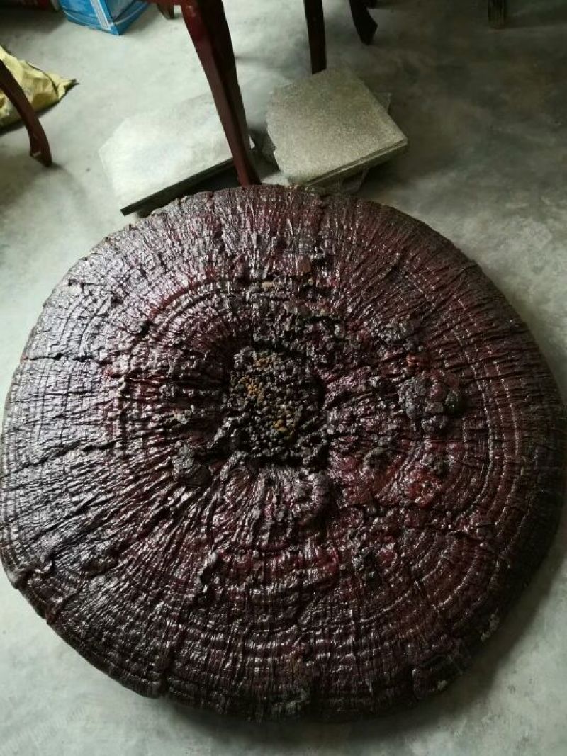 大灵芝