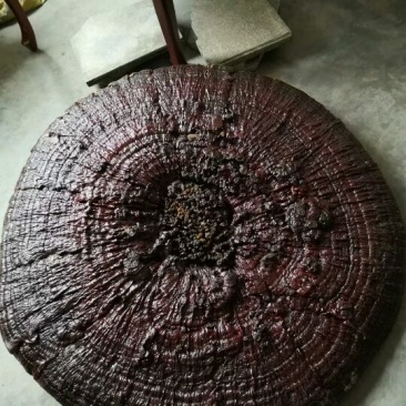 大灵芝