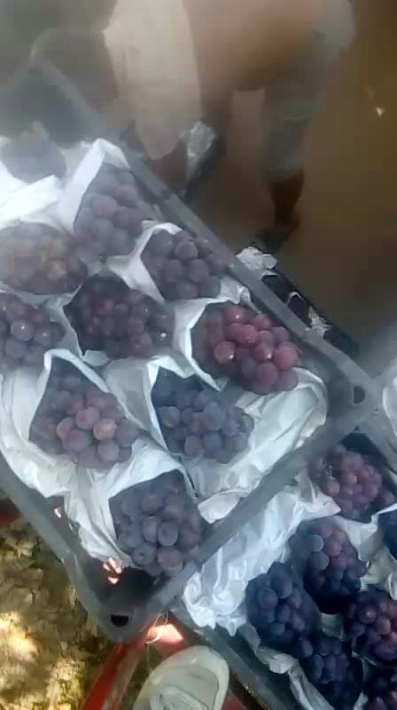 我处葡萄大量上市