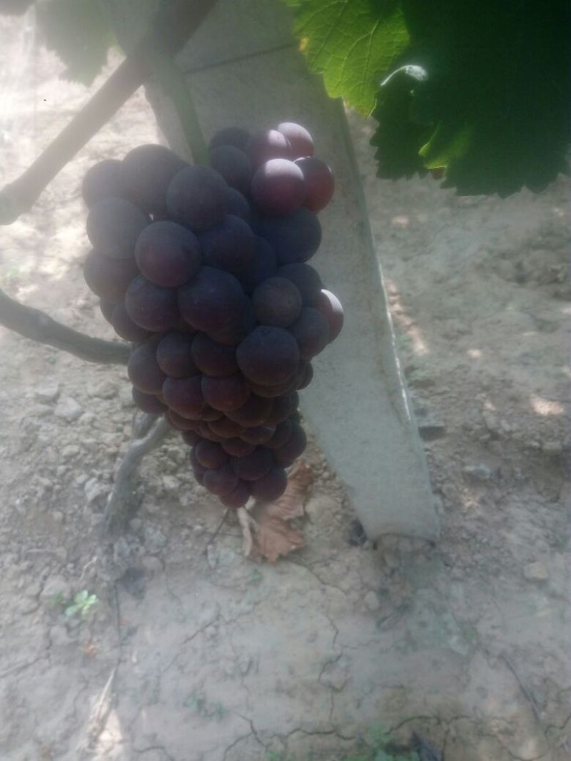 我处葡萄大量上市
