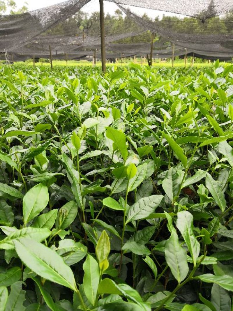 大量供应绿茶树苗，安吉白茶，黄金芽