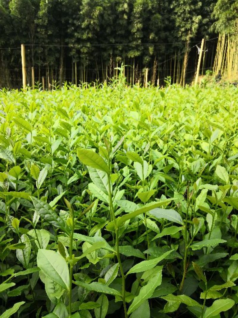 大量供应绿茶树苗，安吉白茶，黄金芽