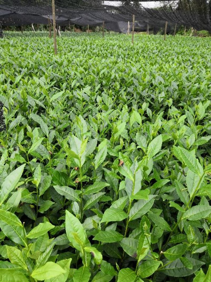 大量供应绿茶树苗，安吉白茶，黄金芽