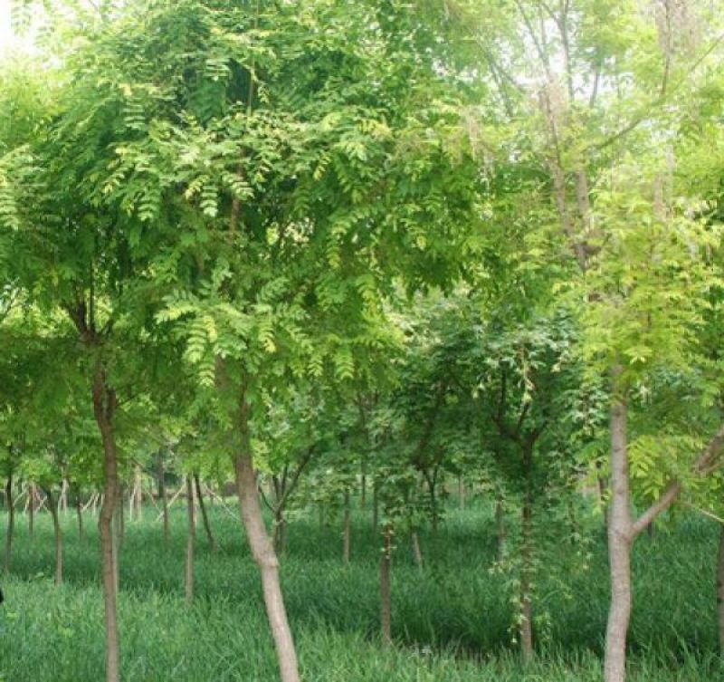 刺槐种子纯新籽90%以上春季播种育苗8斤/亩
