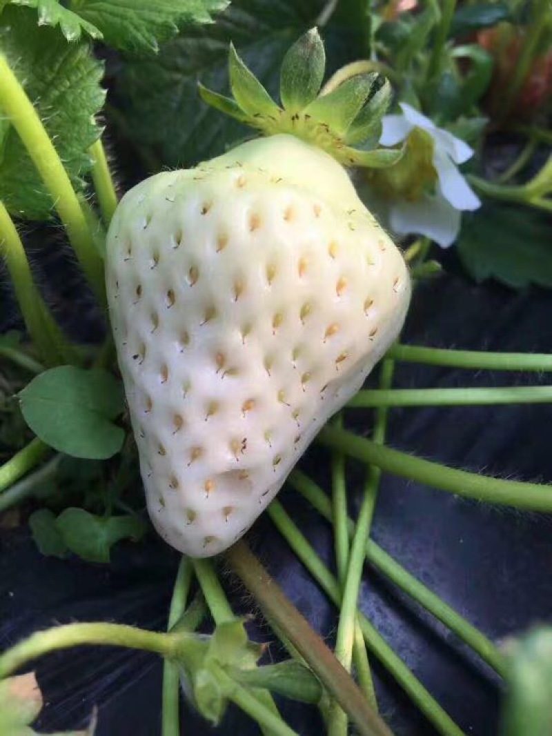 菠萝草莓苗供应商直销菠萝莓草莓苗质高价优
