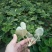 菠萝草莓苗供应商直销菠萝莓草莓苗质高价优