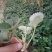 菠萝草莓苗供应商直销菠萝莓草莓苗质高价优