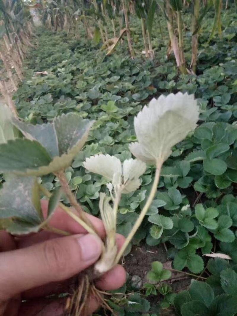 菠萝草莓苗供应商直销菠萝莓草莓苗质高价优