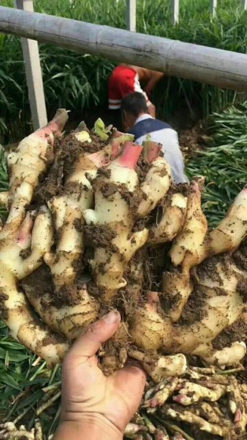 生姜产地，小黄姜，产量大，货源充足，小工一条龙服务