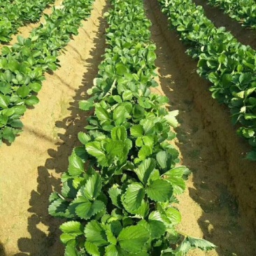 小白草莓苗基地直销白草莓苗保证品种