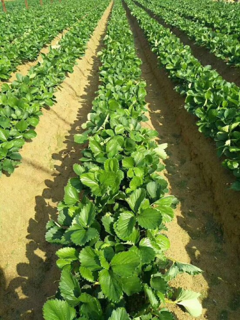 小白草莓苗基地直销白草莓苗保证品种