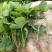 小白草莓苗基地直销白草莓苗保证品种