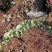 小白草莓苗基地直销白草莓苗保证品种