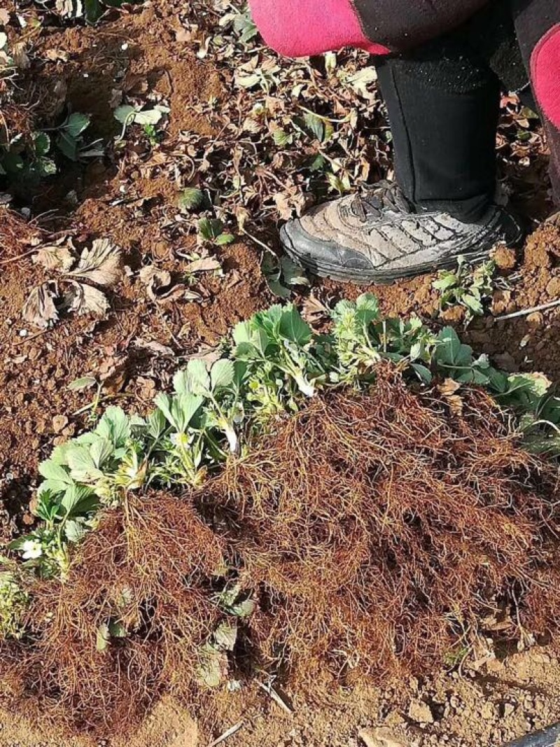 小白草莓苗基地直销白草莓苗保证品种
